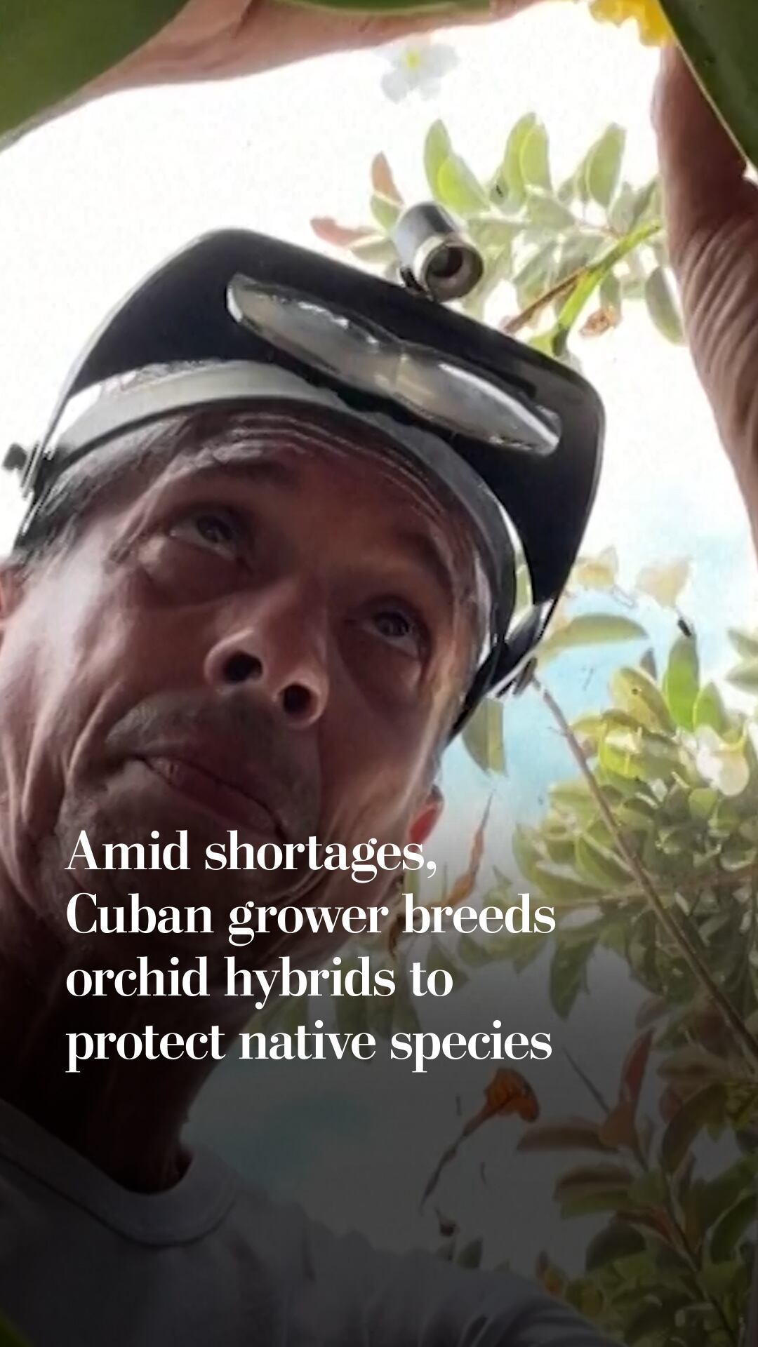 Amid shortages, Cuban grower breeds orchid hybrids to protect native ...